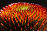 vvbvanbree bloemen en planten j  3163